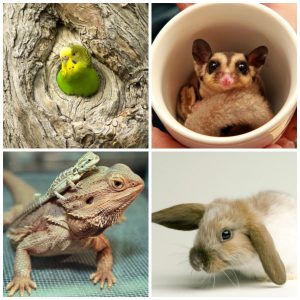 Exotic_Pets